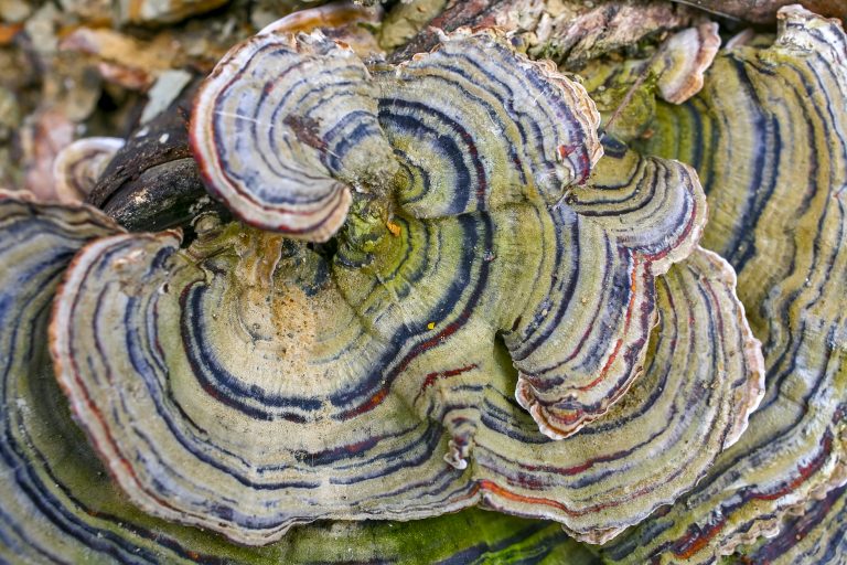 SPECIAL ISSUE ARTICLE: Re-Visioning Ethnography Through Meditative Practice