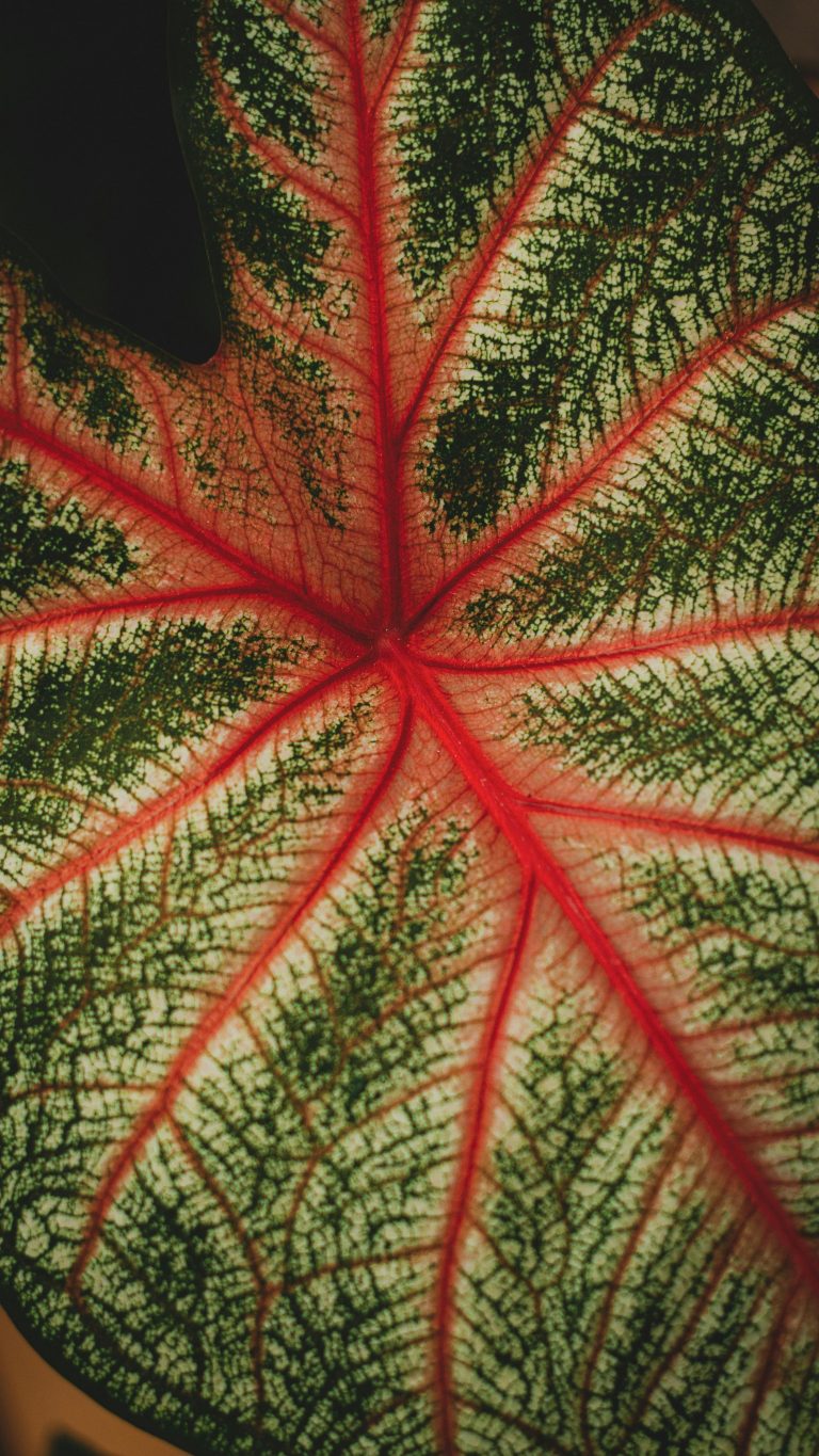 Contemplation + SENSEmaking: An Interview With Pir Zia